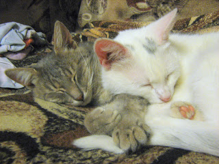 Sleeping Kitty-Mother and Cat-Son