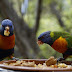 How To Feed Parrots At Home