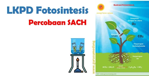 LKPD Fotosintesis Percobaan SACH | Tumbuhan disebut Sebagai Produsen dalam tingkat Tropik, tumbuhanlah yang  menyerap energi sinar matahari (energi foton) kemudian diubah menjadi energi kimia dengan proses yang disebut fotosintesis.