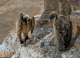 Indian Long Billed Vulture, indian vulture, vulture population in india