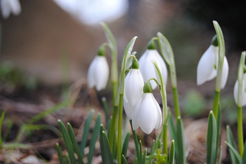 Snøklokker 2012