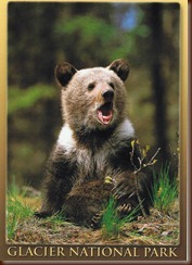 bear