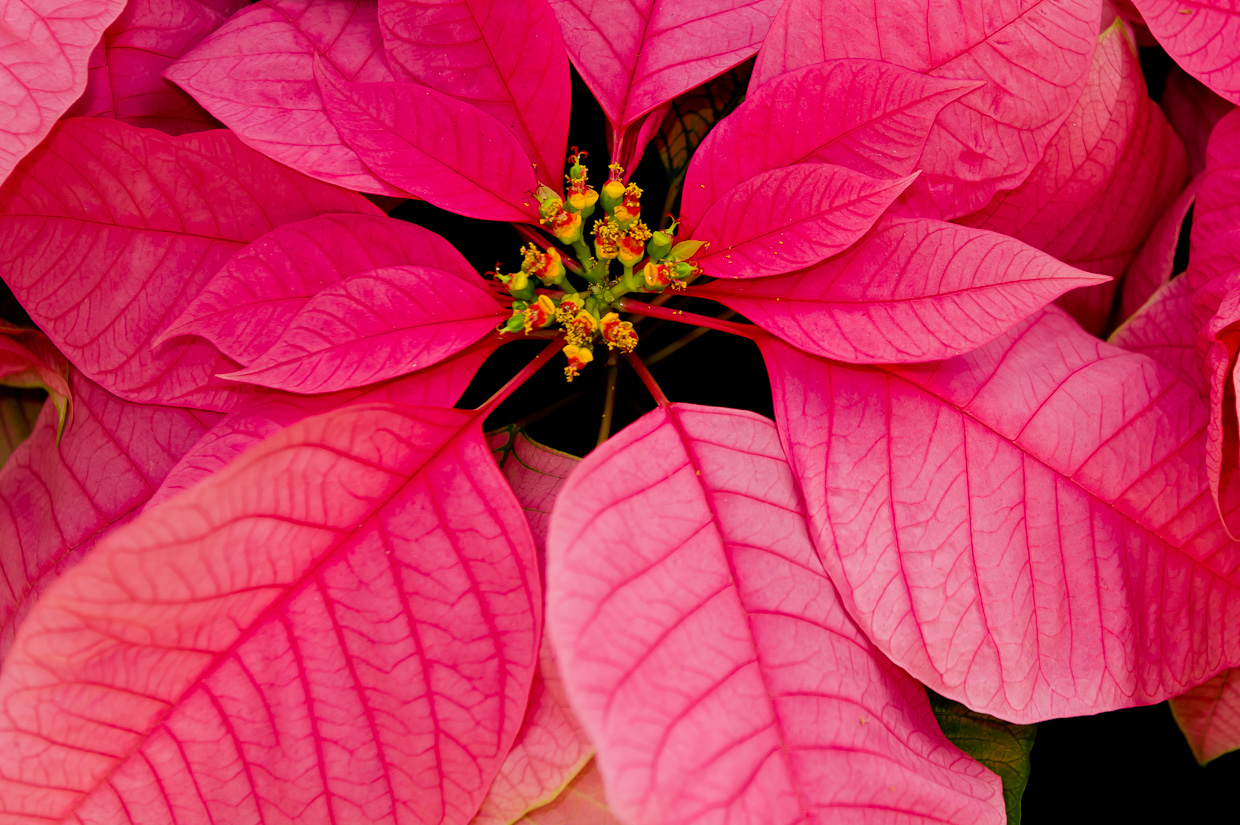 Christmas Poinsettia Computer Wallpapers