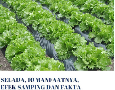 10 Manfaat Selada Untuk Kesehatan