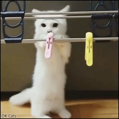 Cute Cat GIF • Cute white kitten playing hard with 2 clothespins. The cheapest kitten toy ever [ok-cats.com]