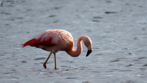 Flamenco (Phoenicopterus chilensis). El Dadi, Huichamilla, comuna de Maullín