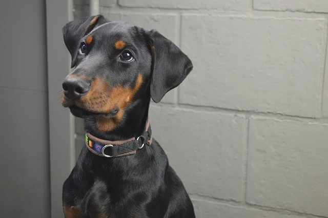 Giới thiệu loài chó Doberman Pinscher