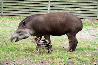 Tapir