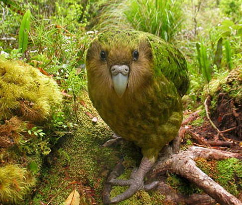 The Worlds Rarest Birds 2 001%255B3%255D Foto Foto Mengagumkan Dari Pemenang Kompetisi Fotografi Internasional Tentang Burung Paling Langka Di Dunia