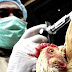 Virus más mortífero de la gripa aviar sería resistente a antivirales