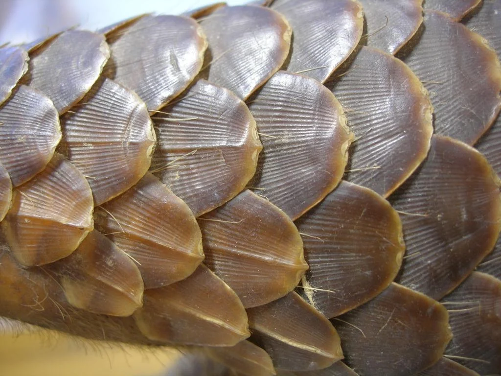 SurfWriter Girls: Poachers Have Pangolins Up A Tree
