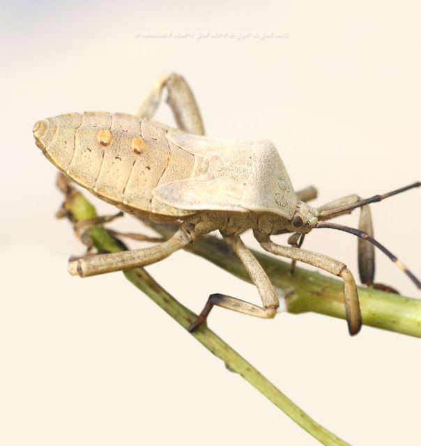 Beige white colour Shield bug