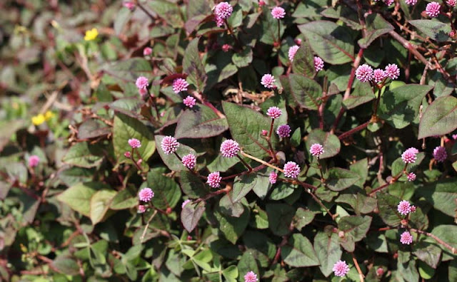 Persicaria Capitata Flowers Pictures