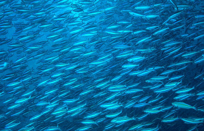 Photo: Getty Images Un banc de sardines offre un spectacle impressionnant, alors qu’un million de ces petits poissons filent à vive allure dans un mouvement parfaitement coordonné, sans qu’aucun individu enheurte un autre.