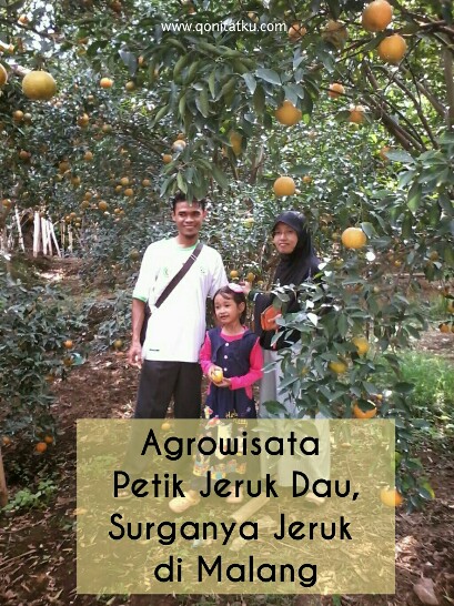 Agrowisata Petik Jeruk Dau Surganya Jeruk Di Malang