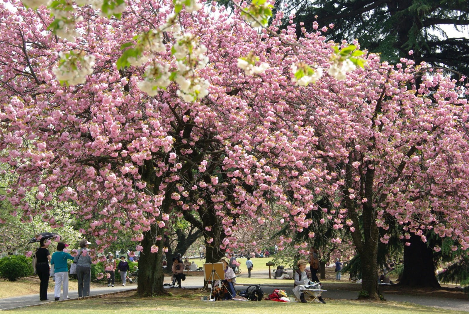  Gambar  Keindahan Bunga  Sakura  di Jepang Taman taman indah  