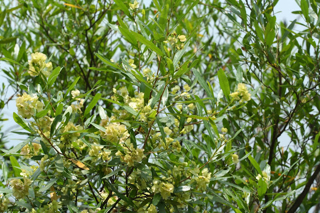 ✜ 里山能高賽德克｜植物篇｜車桑子