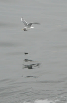 glaucous gull