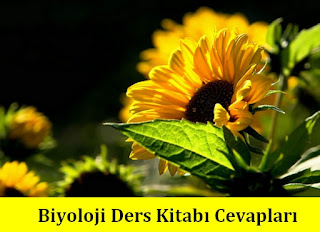 11.SINIF BİYOLOJİ MEB YAYINLARI DERS KİTABI CEVAPLARI