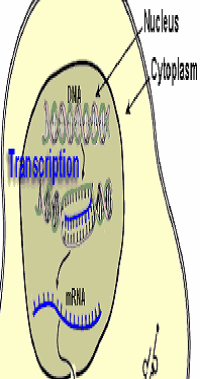 Proses Transkripsi RNA