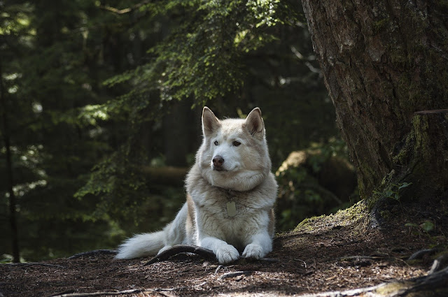 best-dogs-for-hikers