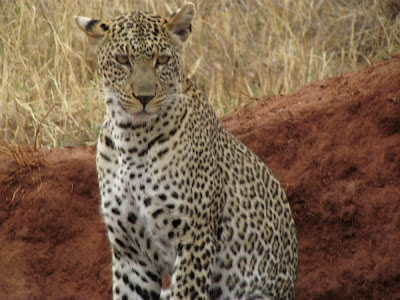 guepardo, guepard africa, guepardo africa, animales africa, kenya, africa, áfrica