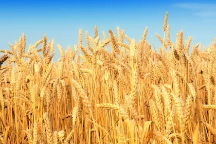 Why wheat is suddenly bad for us now