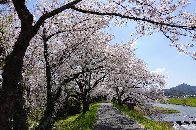 法勝寺川桜並木道　ソメイヨシノ桜　桜トンネル