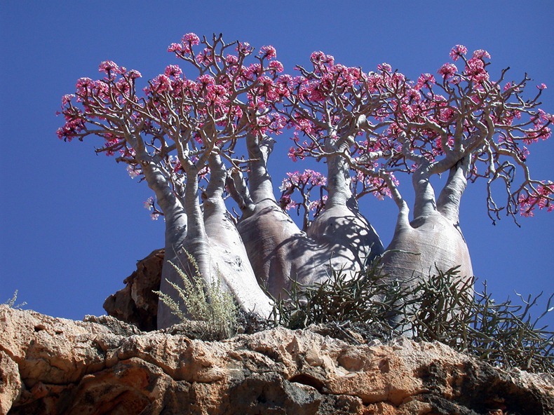 socotra-3