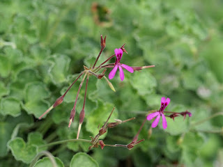 Pélargonium réniforme (Pelargonium reniforme) 