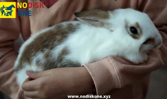 11 Warning Signs: How can you tell if a rabbit is sick?