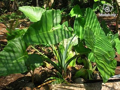 Tarikan pokok keladi  seribupilihan