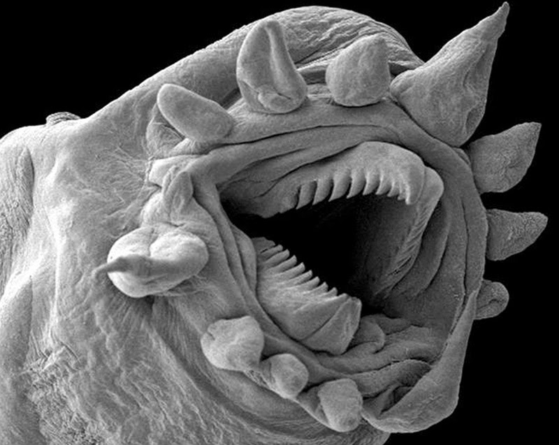 16 Terryfying Images From The Microscope - Hydrothermal worm