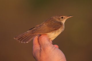 Blyth's Reed Warbler