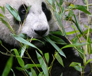 Giant Panda Sanctuaries