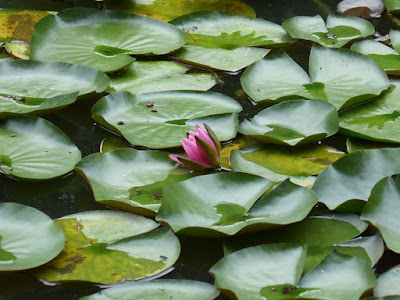 花博記念公園鶴見緑地 日本庭園 睡蓮池