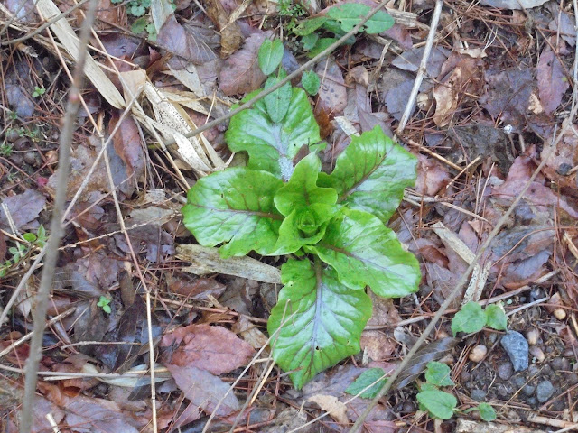 寒いですが４月の芽生え