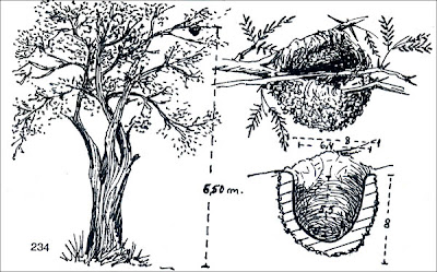 Juan chiviro Cyclarhis gujanensis