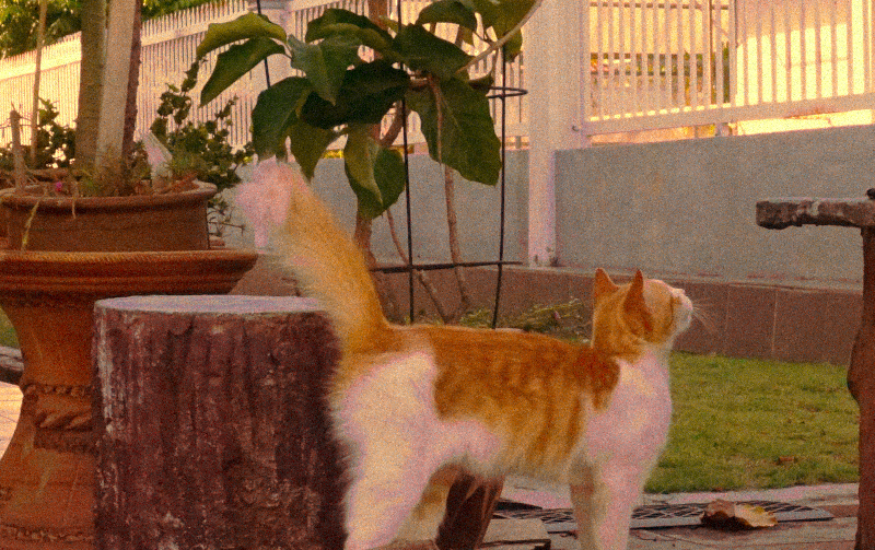 Ginger cat says hello.