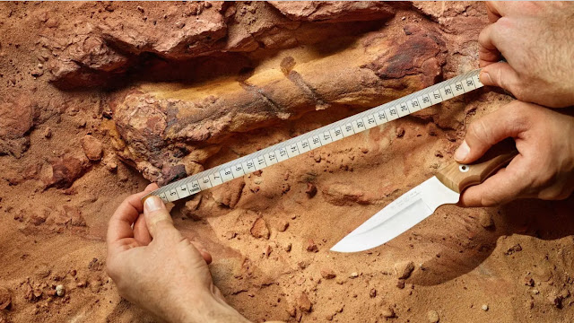 Члены команды раскапывают большую кость спинозавра