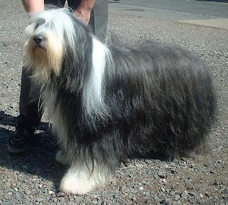 Bearded Collie Scotland Dog Image