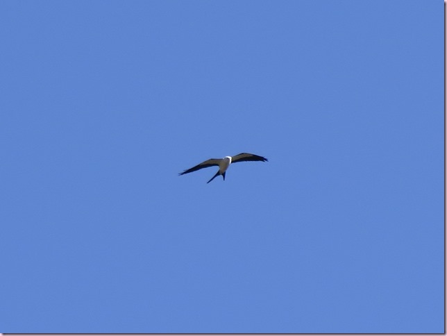 kiteIMG_5640