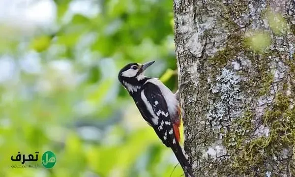 لماذا ينقر طير نقار الخشب الاشجار