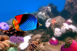 Peces de colores en el fondo del mar - Seascapes - Fisches