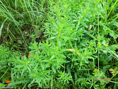 Γάλλιο-Galium aparine