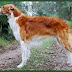 Borzoi