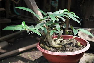 Merawat Pohon Bonsai Ampelas Atau Rampelas