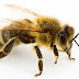 Ποιά είναι τα χαρακτηριστικά των μελισσών;.