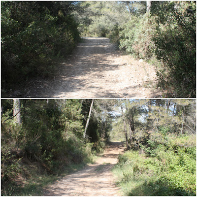 ARBRES SINGULARS, ARBRES REMARCABLES DEL PLA DE MANLLEU (ALT CAMP) I AIGUAVIVA (BAIX PENEDÈS), camí entre Cal Torró i  Can Fesol al terme municipal del Pla de Manlleu