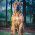 Boerboel Dog Breed Information 